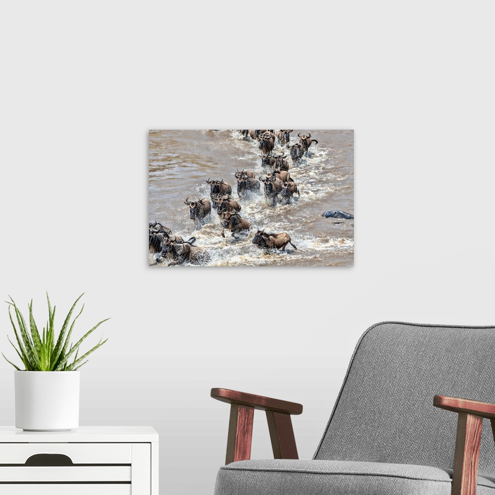 A modern room featuring Many wildebeests frantically crossing the Mara river as part of the great migration, Tanzania, Af...
