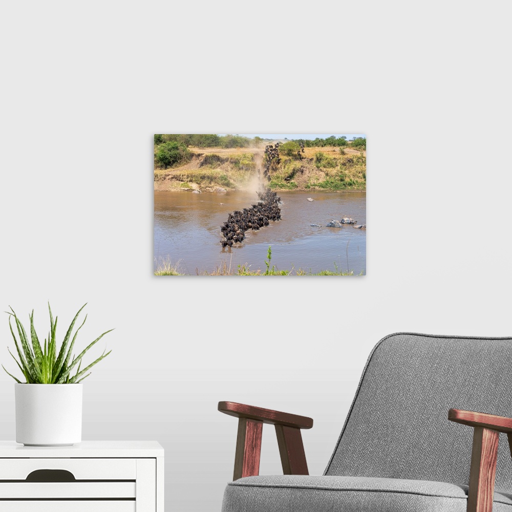 A modern room featuring Wildebeests frantically crossing the Mara river in the Serengeti Tanzania during the great migrat...