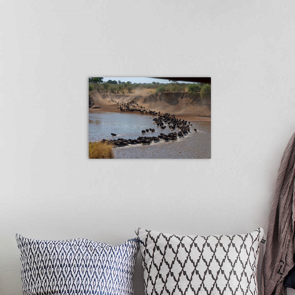 A bohemian room featuring Wildebeests frantically crossing the Mara river in the Serengeti Tanzania during the great migrat...