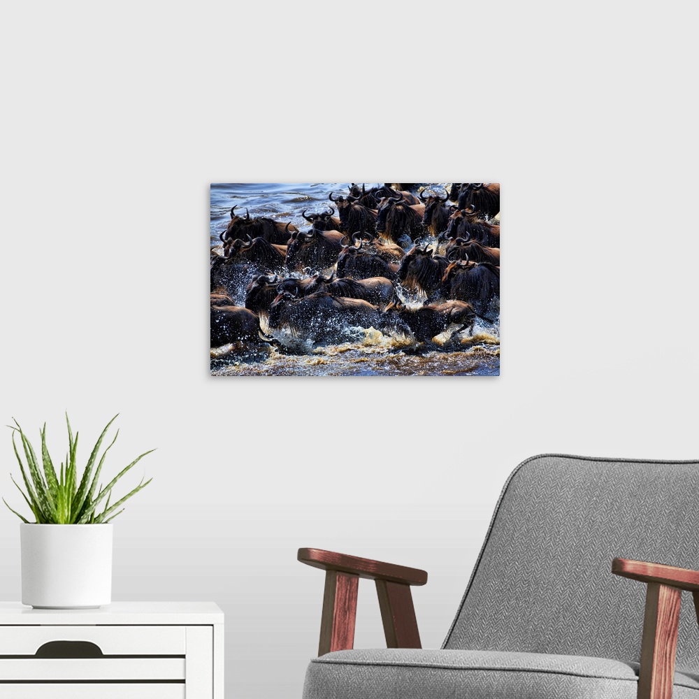 A modern room featuring Many wildebeests frantically crossing the Mara river as part of the great migration, Tanzania, Af...