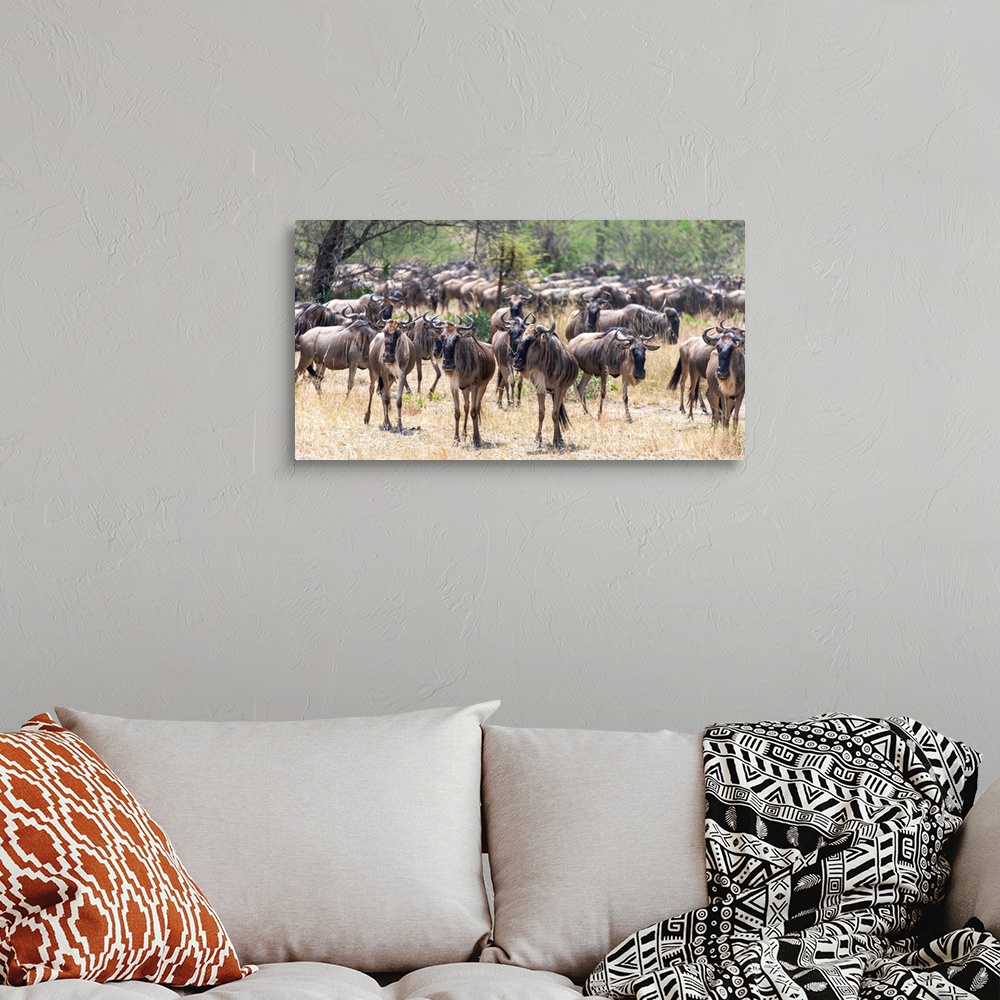 A bohemian room featuring Wildebeests  in the Serengeti Tanzania during the great migration.