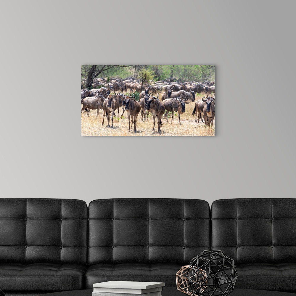 A modern room featuring Wildebeests  in the Serengeti Tanzania during the great migration.