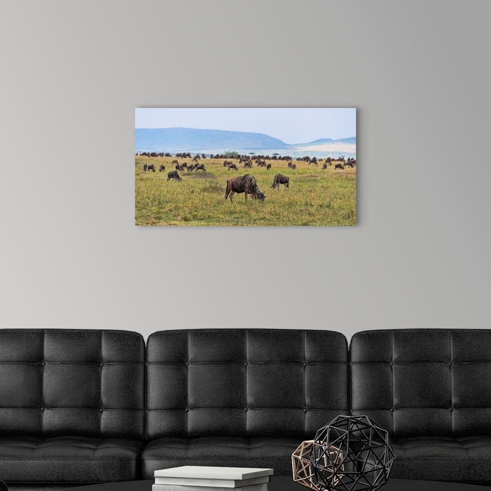 A modern room featuring Hundreds of Wildebeests grazing in Serengeti, Tanzania, Africa.