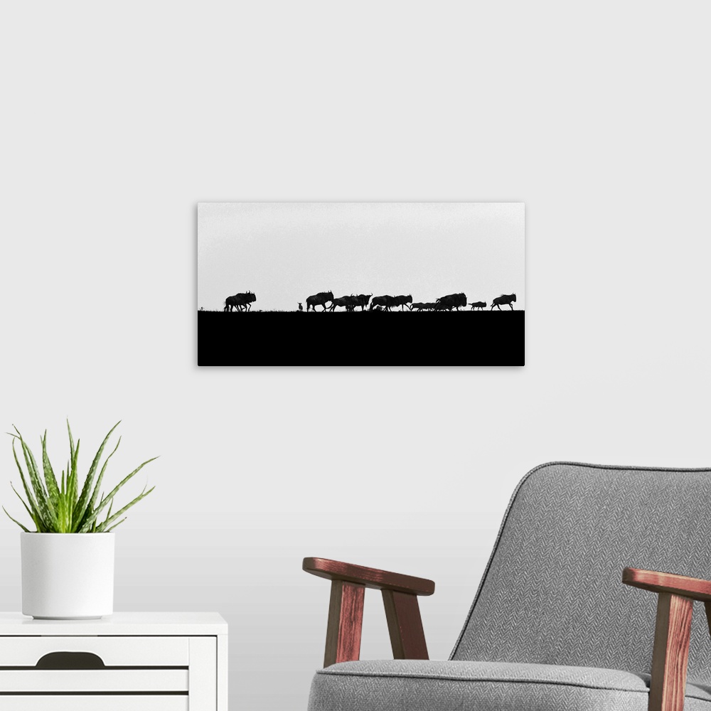 A modern room featuring Wildebeests on the horizon during the great migration in Tanzania, Africa.