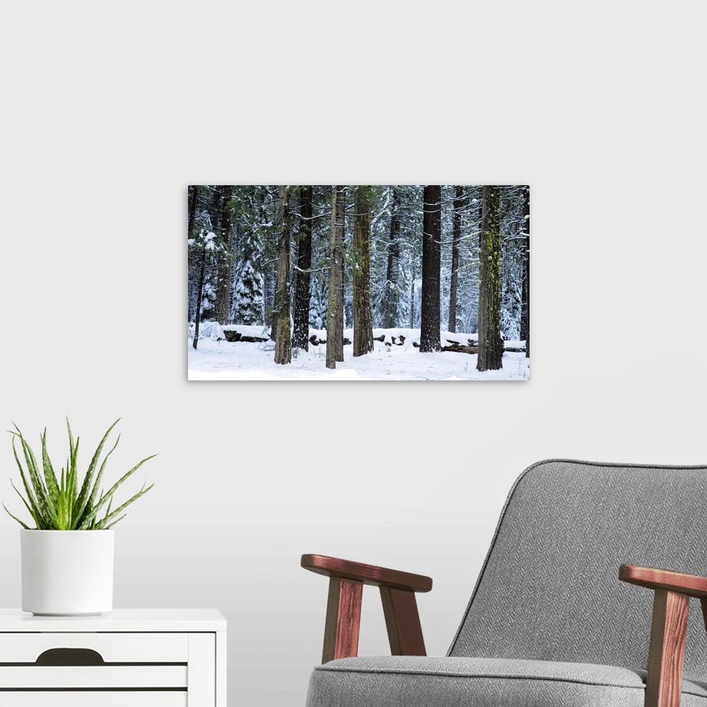 A modern room featuring Winter's grip. Snow covers tall pines in Yosemite, California, USA