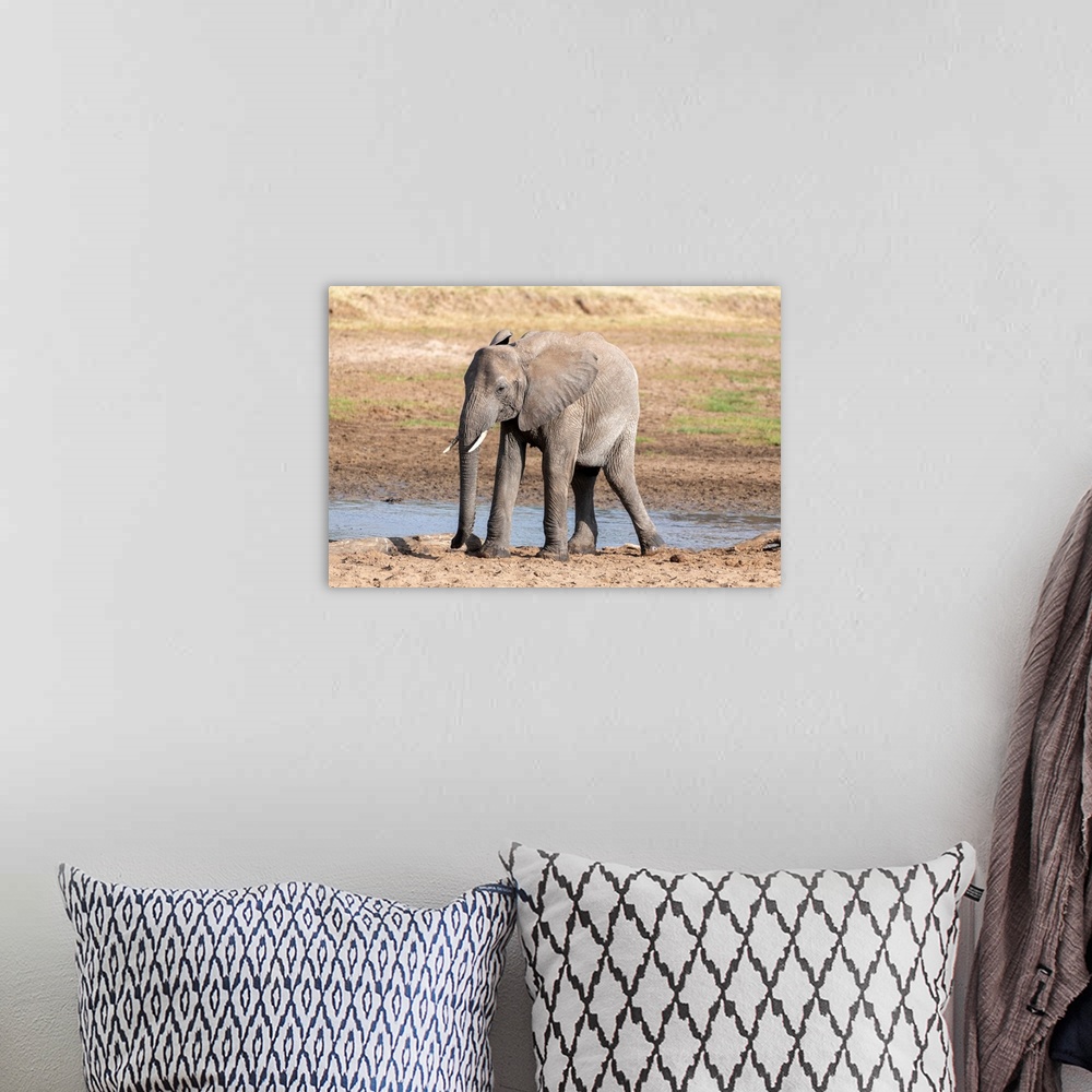A bohemian room featuring A young elephant in Tanzania, Africa