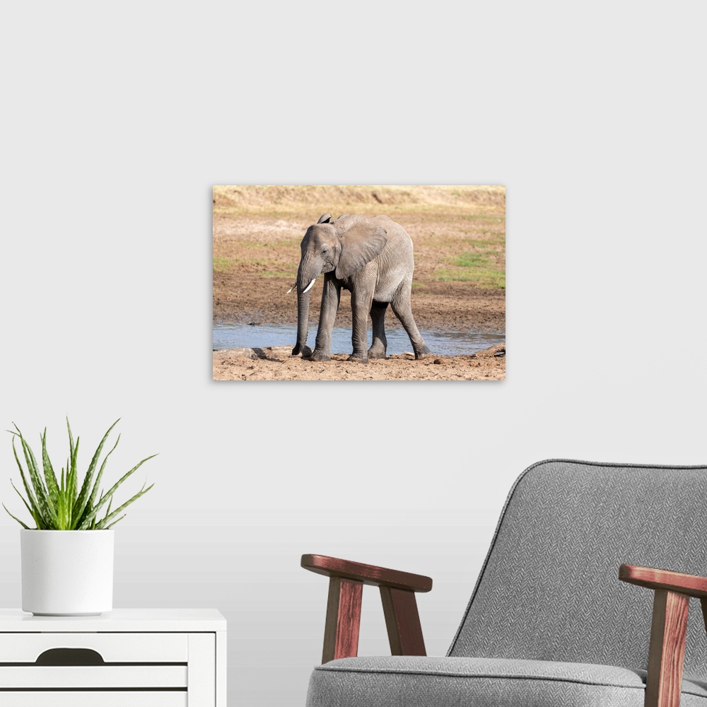 A modern room featuring A young elephant in Tanzania, Africa