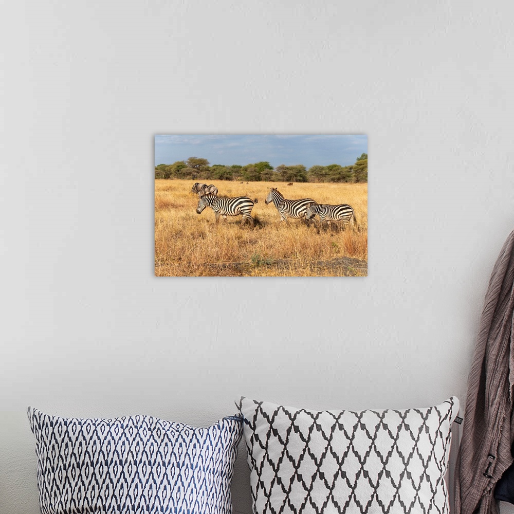 A bohemian room featuring Many zeebra and wildebeests grazing on tall grasses in the Serengeti, Tanzania, Africa.