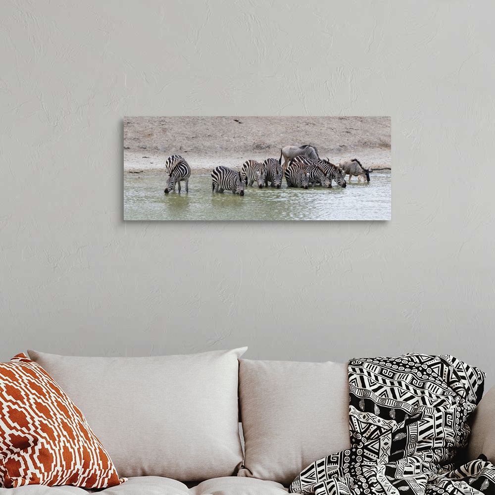 A bohemian room featuring Zebra get water and cool down at a watering hole, Tanzania, Africa.