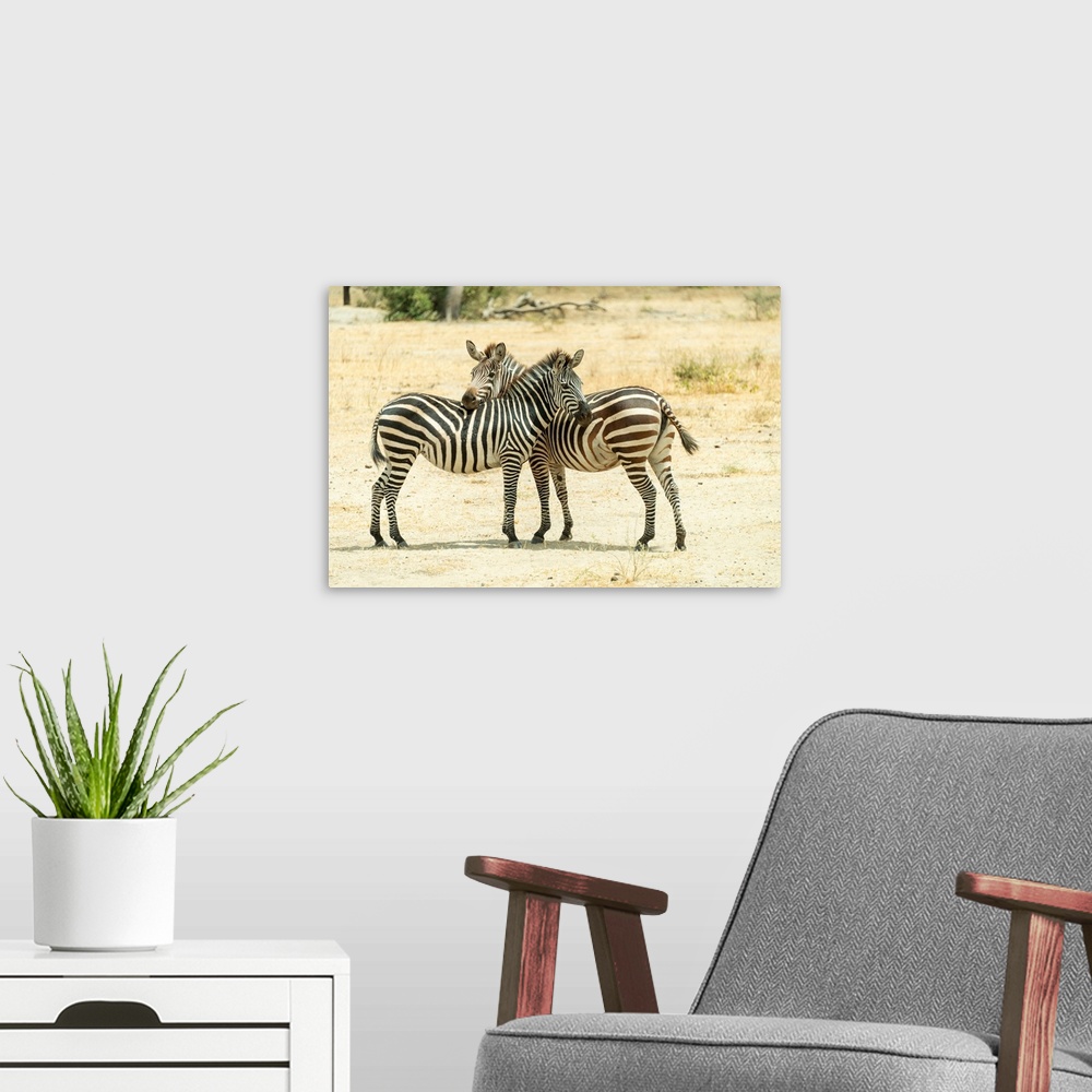A modern room featuring Two zebra standing close in protective stance. You watch for me, I watch for you.