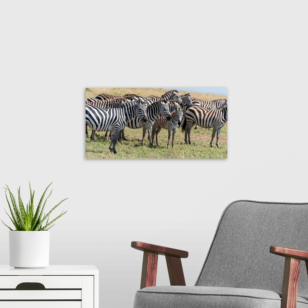 A modern room featuring Many zebra grazing on tall grasses in the Maasai Mara National Park, Kenya, Africa.