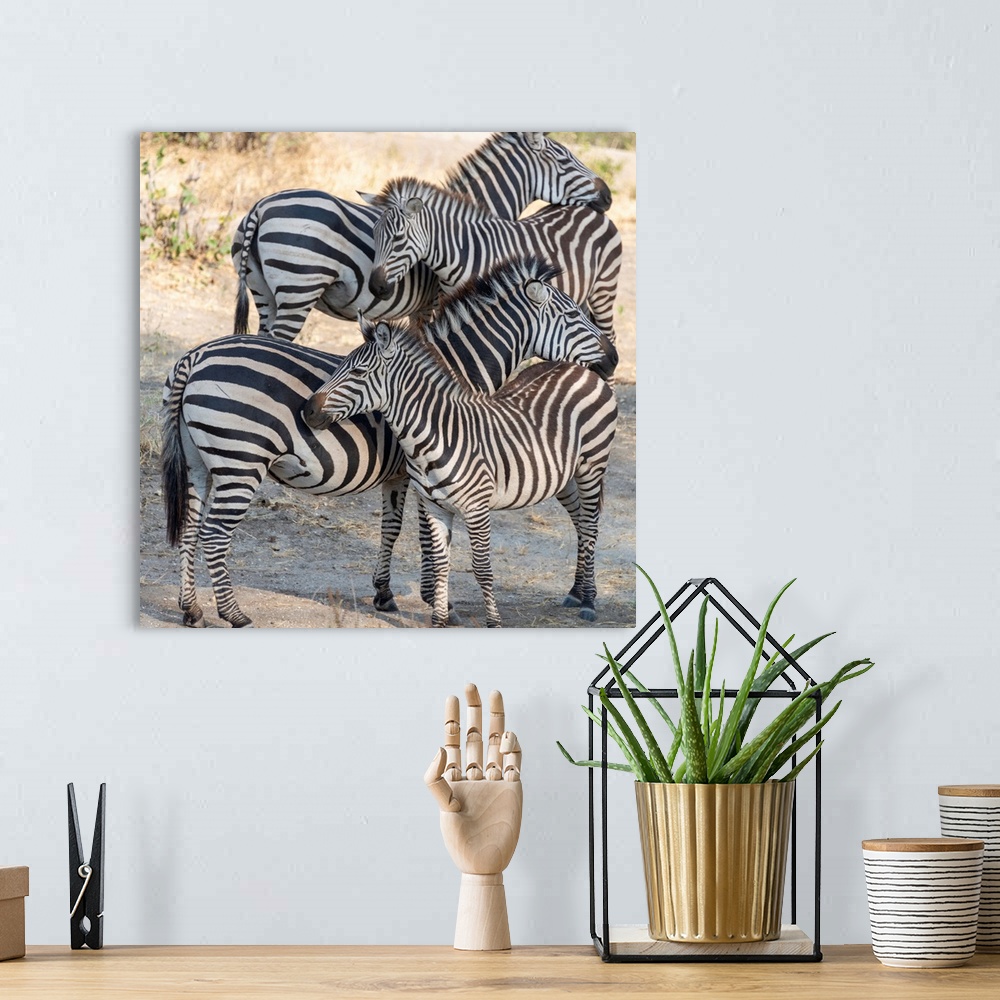 A bohemian room featuring Several zebra in Taranguire National Park, Tanzania, Africa