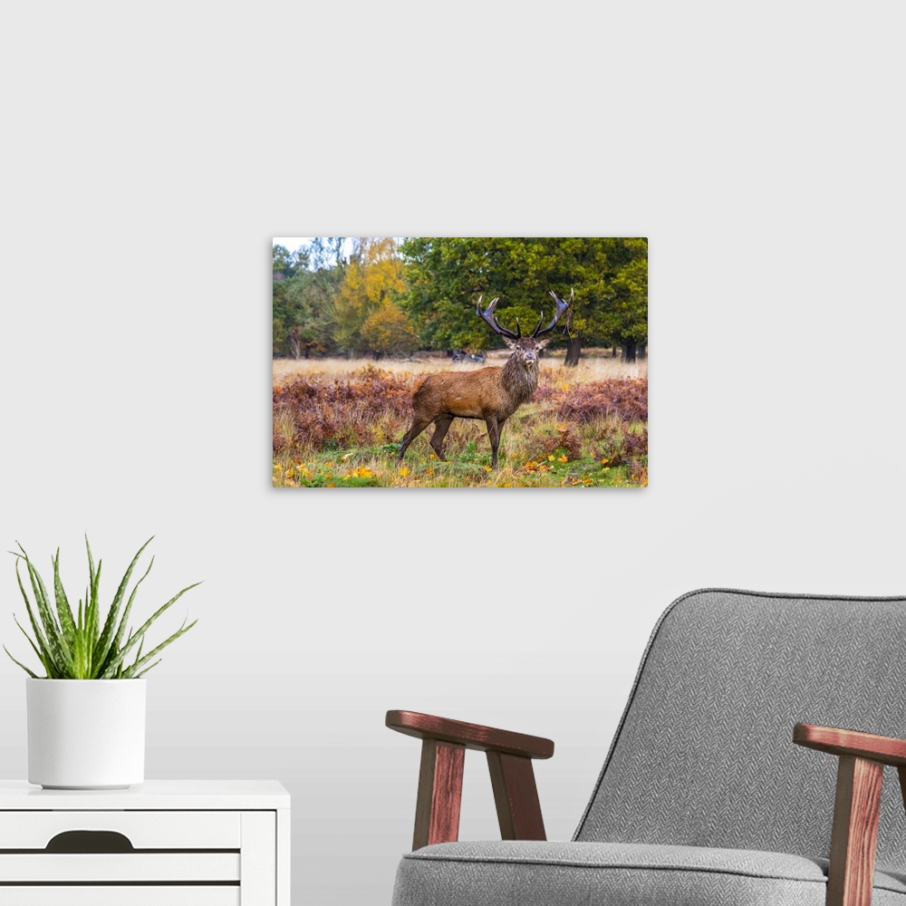 A modern room featuring A alpha male stag posing for the camera.