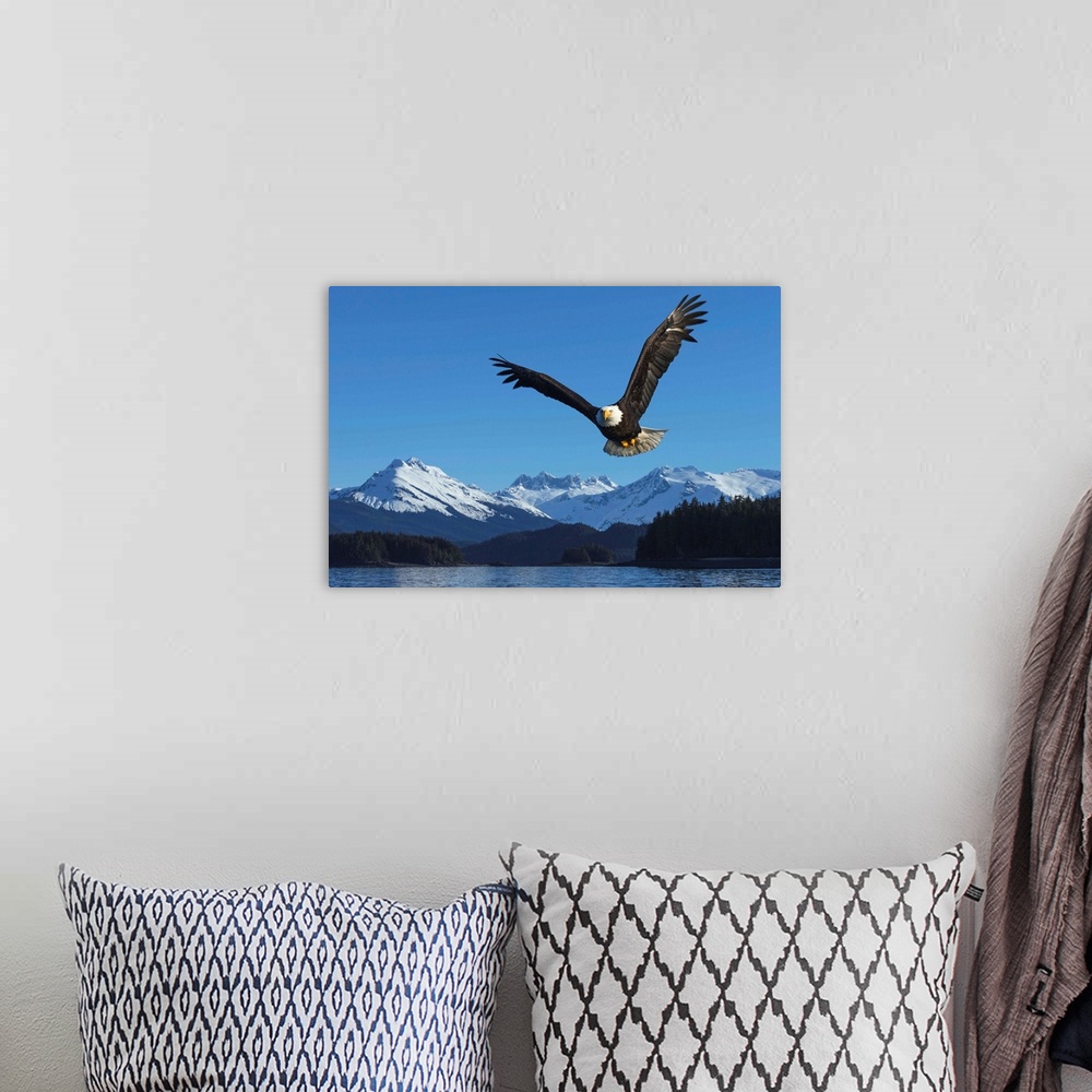 A bohemian room featuring A bald eagle soars against a blue sky in Auke Bay near Juneau, Alaska
