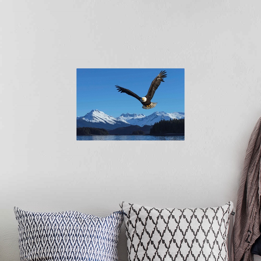 A bohemian room featuring A bald eagle soars against a blue sky in Auke Bay near Juneau, Alaska