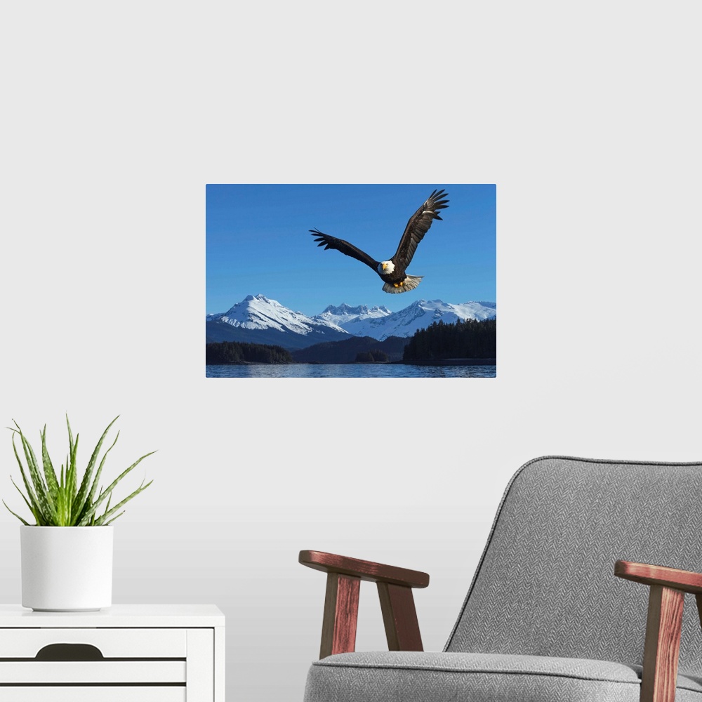 A modern room featuring A bald eagle soars against a blue sky in Auke Bay near Juneau, Alaska