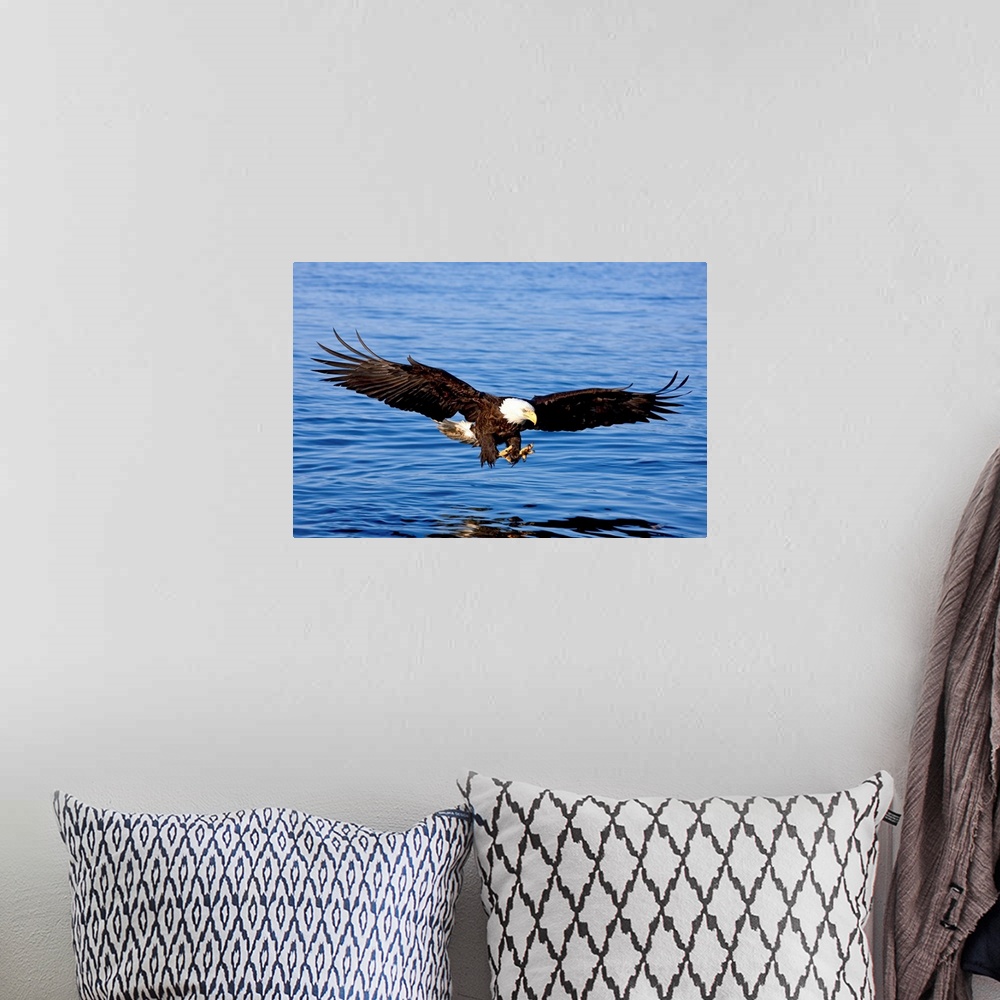 A bohemian room featuring Landscape photograph of a bald eagle in Southeast Alaska, soaring toward the water with extended ...