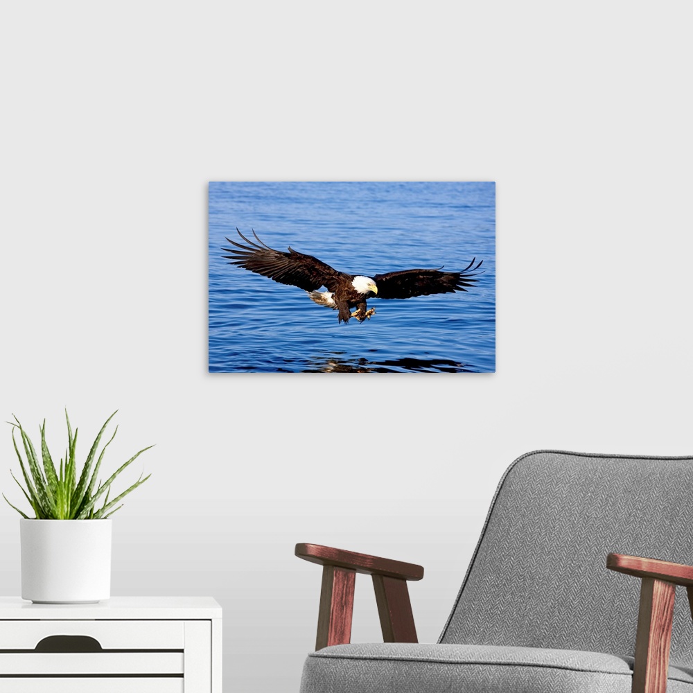 A modern room featuring Landscape photograph of a bald eagle in Southeast Alaska, soaring toward the water with extended ...