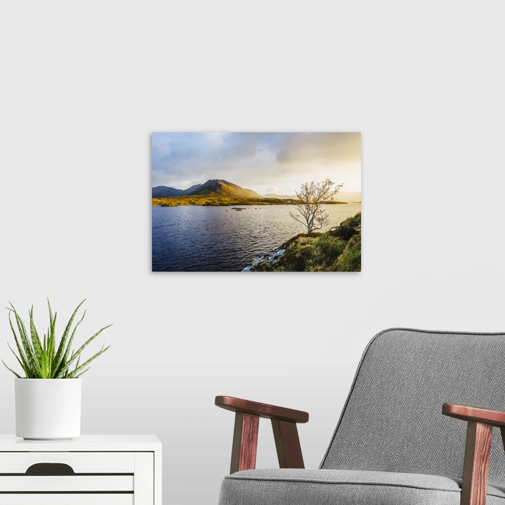 A modern room featuring A small bare tree on the banks of Derryclare Lough at sunrise with the Connemara mountains in the...