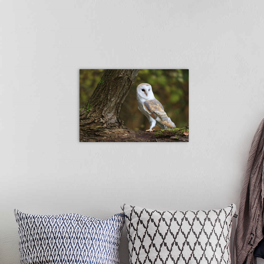 A bohemian room featuring A Barn Owl perched on the branch of a large tree.