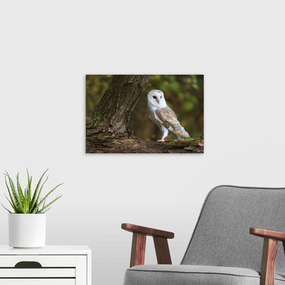 A modern room featuring A Barn Owl perched on the branch of a large tree.