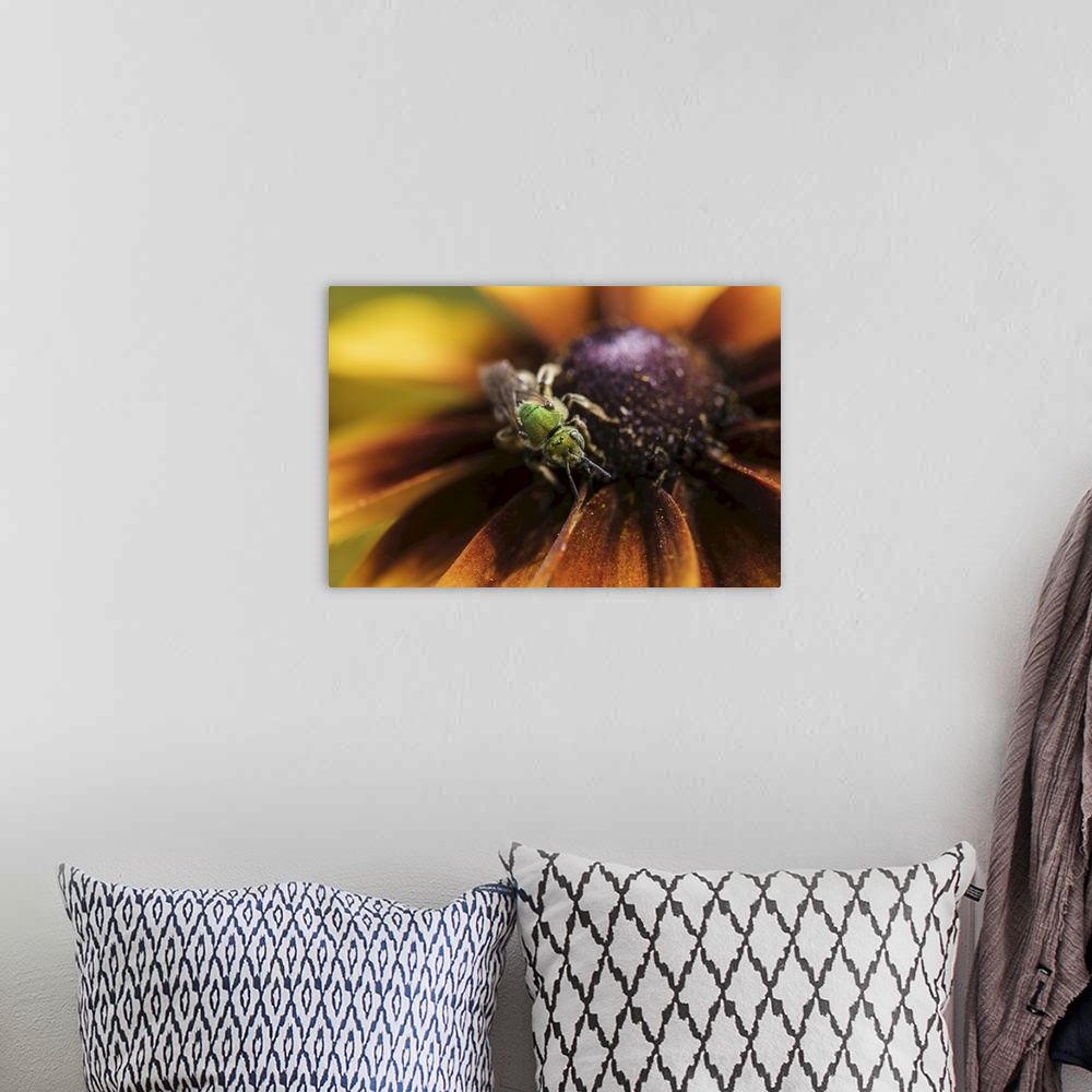 A bohemian room featuring A bicolored, striped-sweat bee (agapostemon virescens) pollinates black-eyed Susan blossoms, Asto...