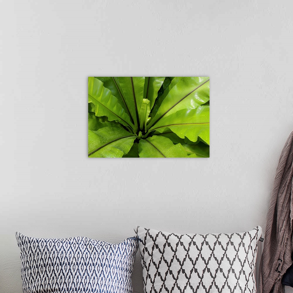 A bohemian room featuring From the National Geographic Collection.  Up-close photograph of plant leaves.