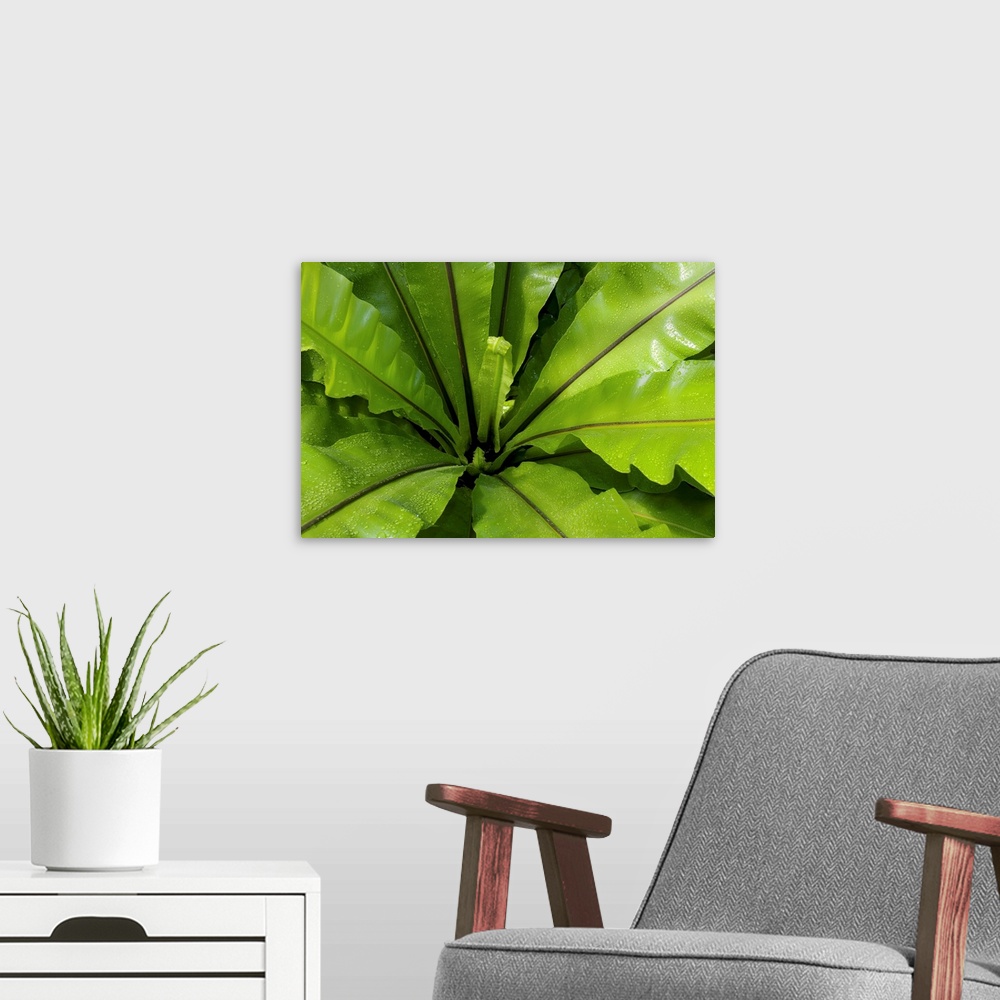 A modern room featuring From the National Geographic Collection.  Up-close photograph of plant leaves.