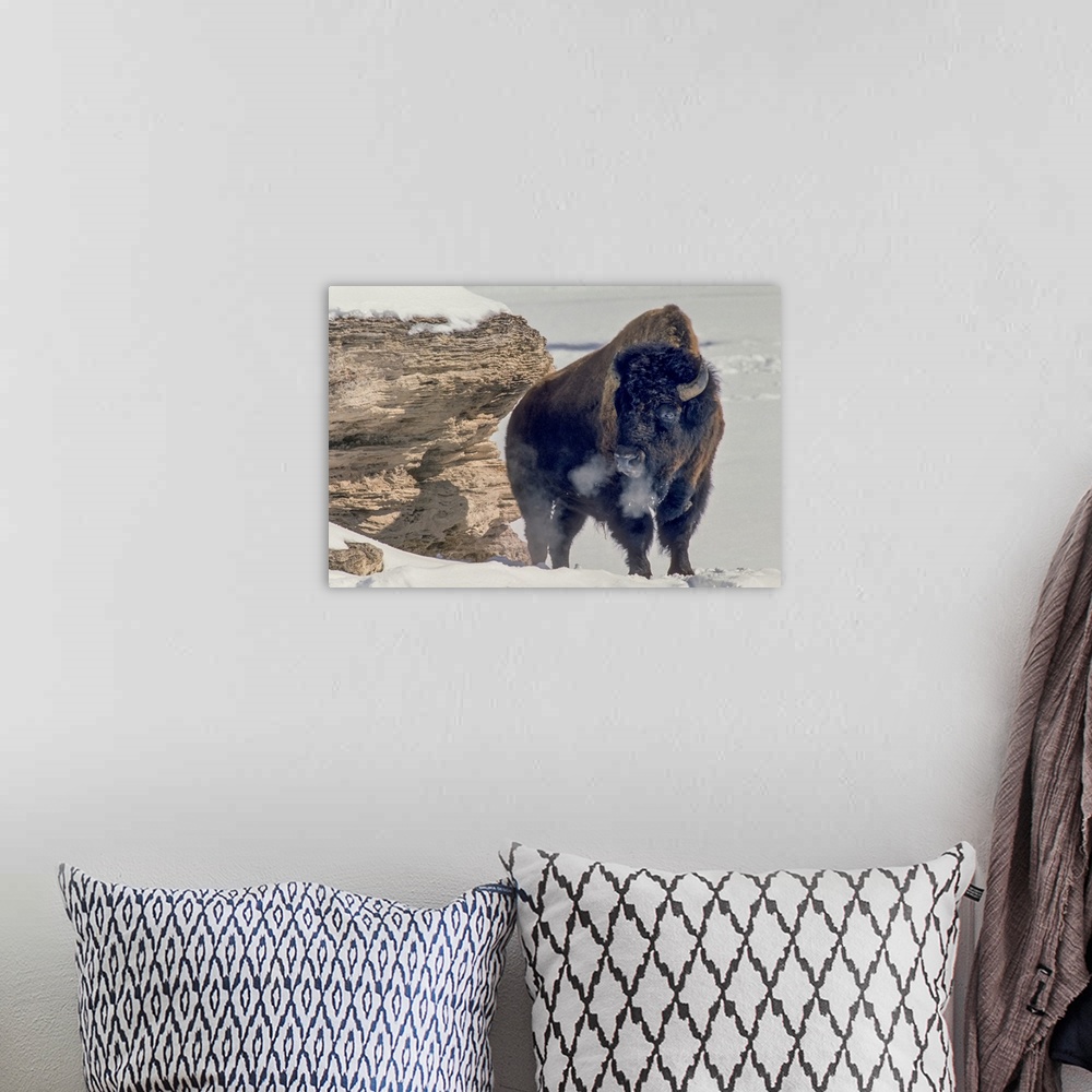 A bohemian room featuring A bison bull (Bison bison) soaks up the winter sun standing near a travertine rock to block the w...