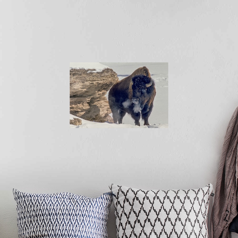 A bohemian room featuring A bison bull (Bison bison) soaks up the winter sun standing near a travertine rock to block the w...