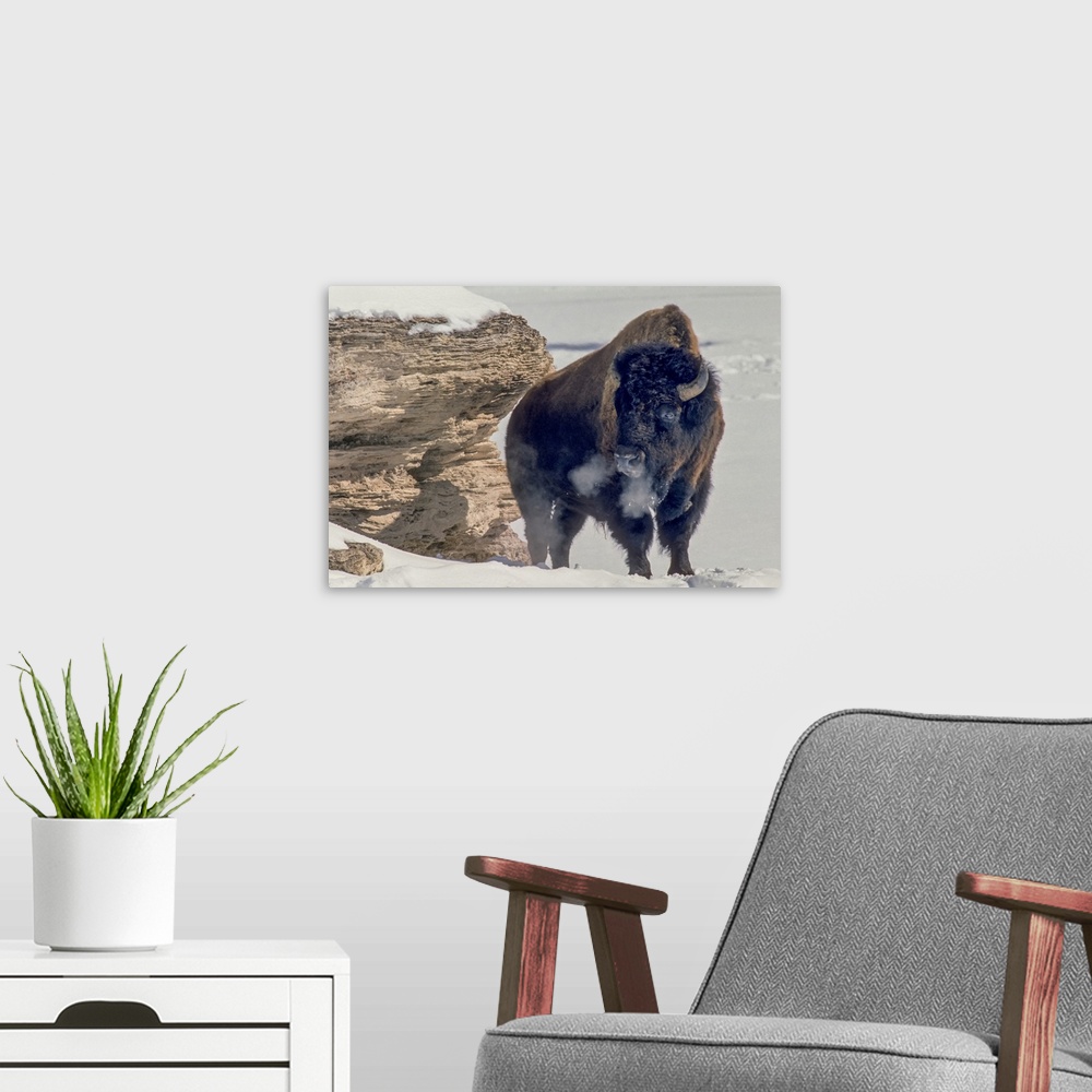 A modern room featuring A bison bull (Bison bison) soaks up the winter sun standing near a travertine rock to block the w...