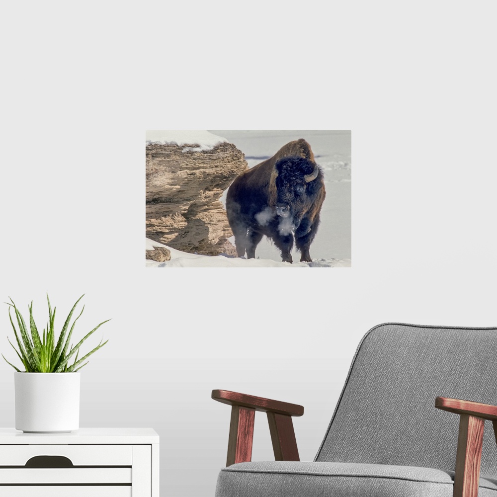 A modern room featuring A bison bull (Bison bison) soaks up the winter sun standing near a travertine rock to block the w...