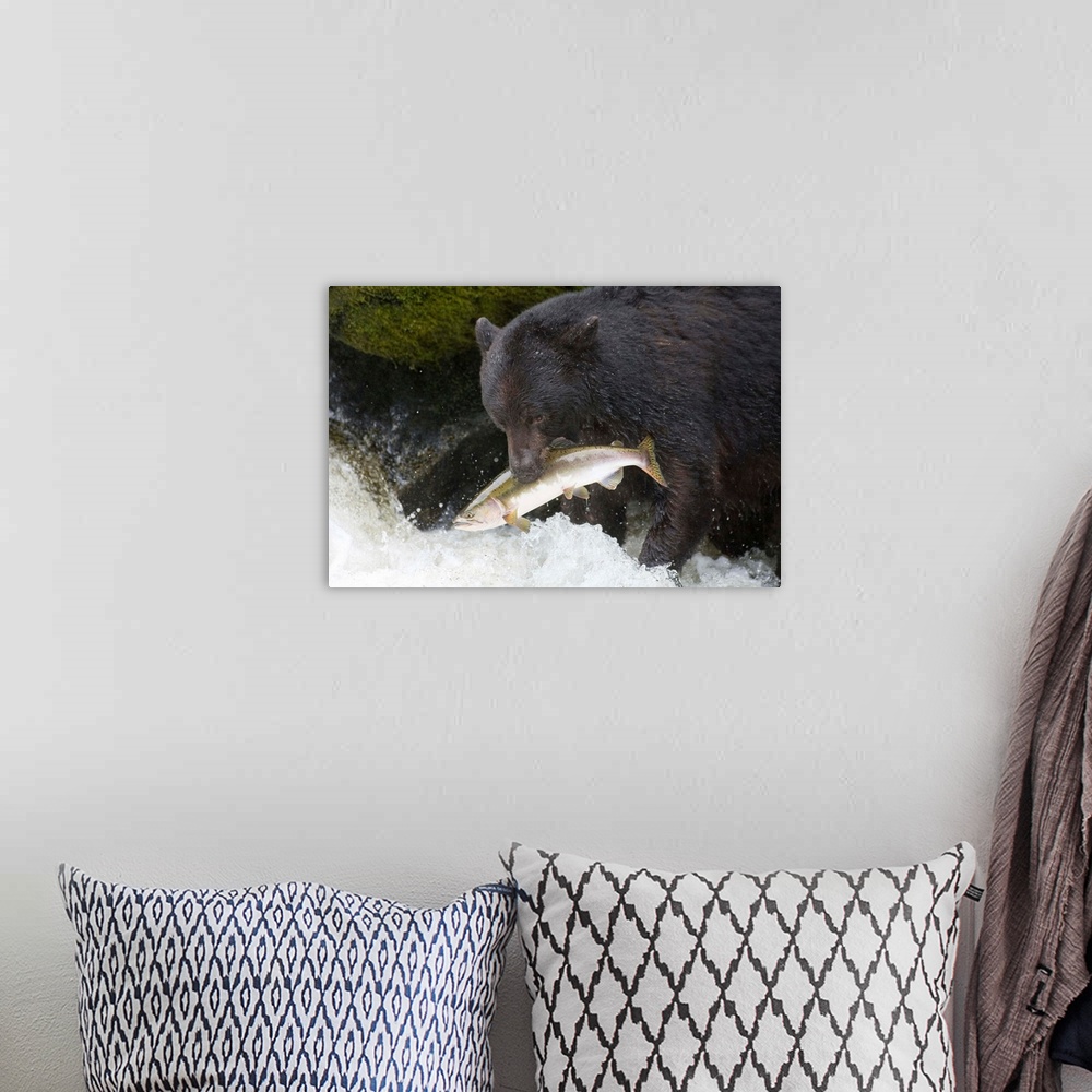 A bohemian room featuring A Black Bear Catches A Pink Salmon Along A Stream In Alaska's Tongass Forest