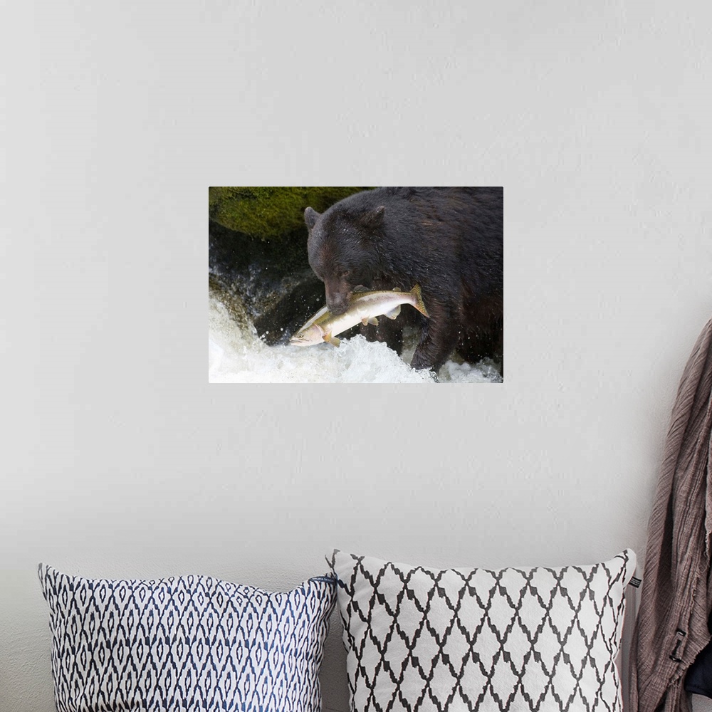 A bohemian room featuring A Black Bear Catches A Pink Salmon Along A Stream In Alaska's Tongass Forest