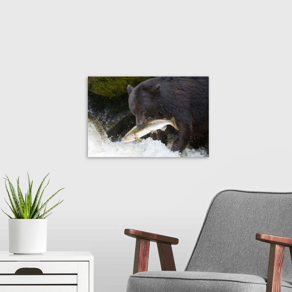 A modern room featuring A Black Bear Catches A Pink Salmon Along A Stream In Alaska's Tongass Forest
