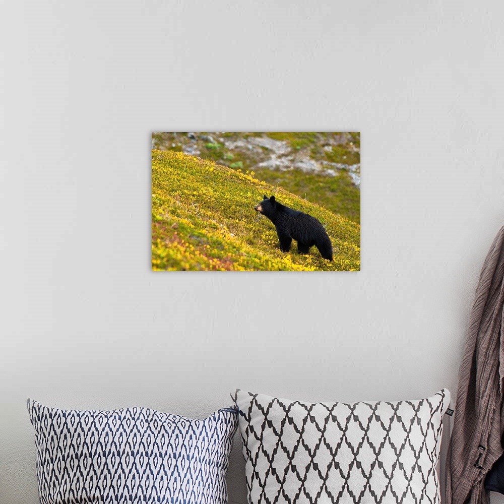 A bohemian room featuring A black bear foraging for berries near the Harding Icefield Trail at Exit Glacier on a fall day i...