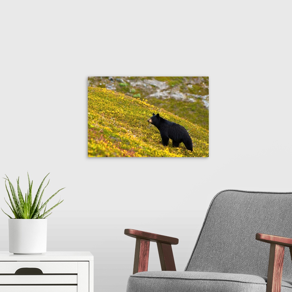 A modern room featuring A black bear foraging for berries near the Harding Icefield Trail at Exit Glacier on a fall day i...