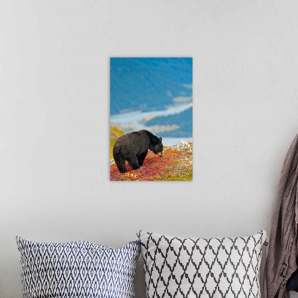 A bohemian room featuring A black bear foraging for berries near the Harding Icefield Trail at Exit Glacier on a fall day i...