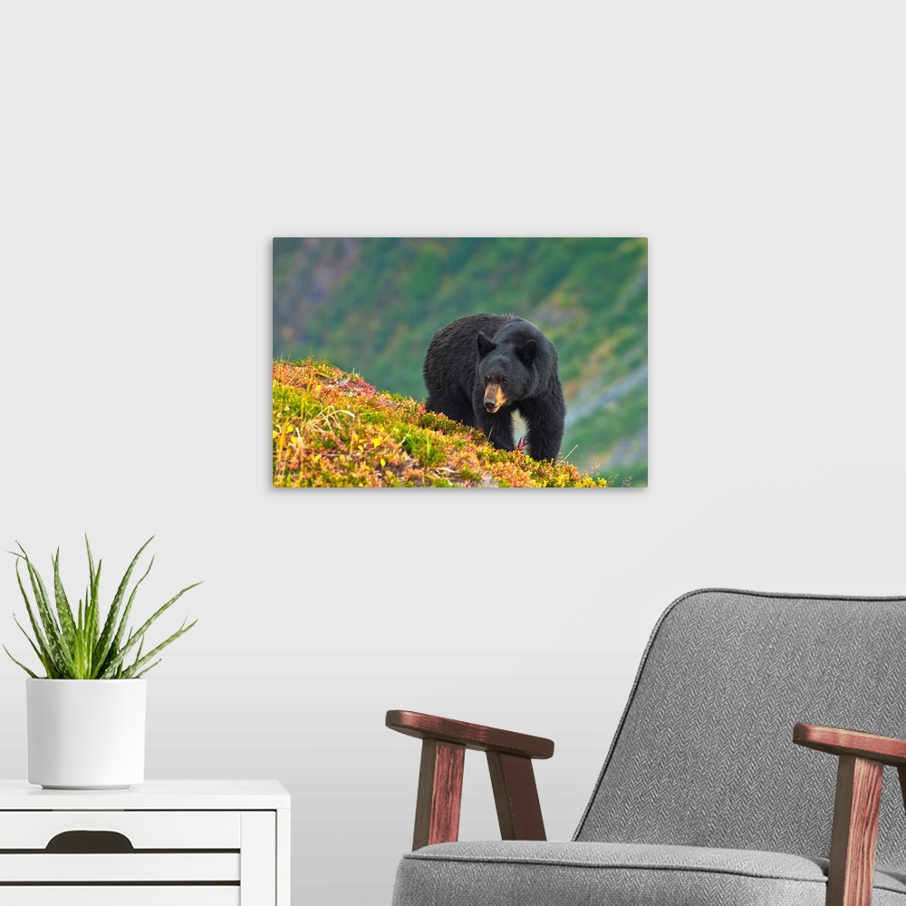 A modern room featuring A black bear foraging for berries near the Harding Icefield Trail at Exit Glacier on a fall day i...