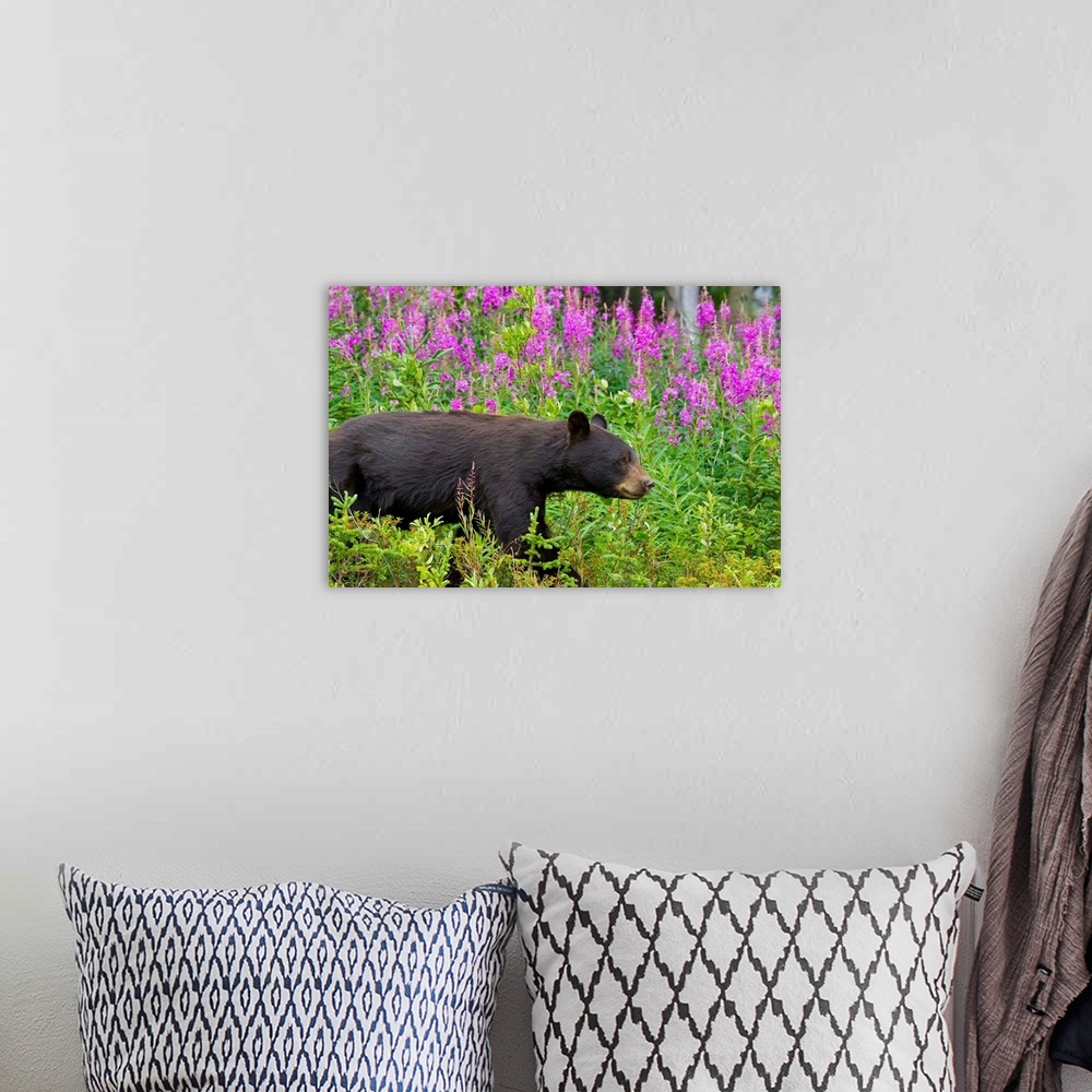 A bohemian room featuring A Black Bear searches for berries along the Tatshenshini River, not far from the Alaska Highway i...