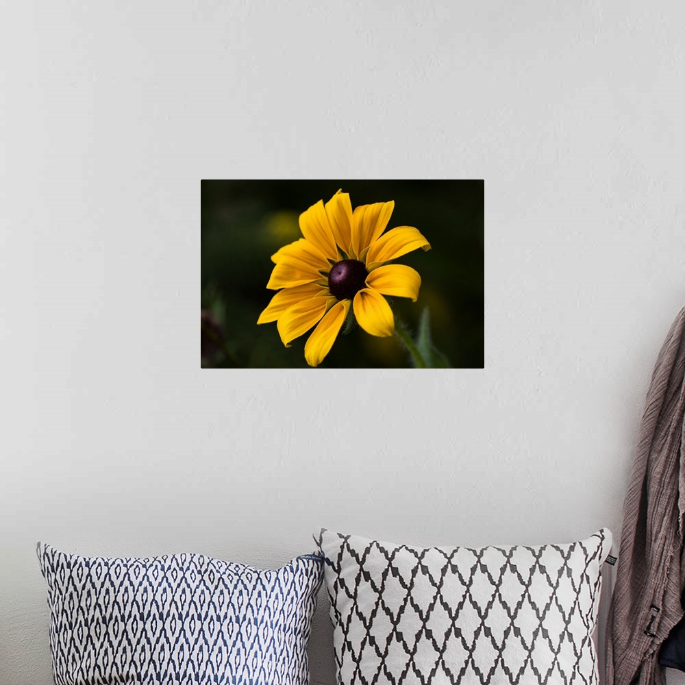 A bohemian room featuring A black-eyed Susan (rudbeckia hirta) blooms in a flower garden in summertime, Astoria, Oregon, un...