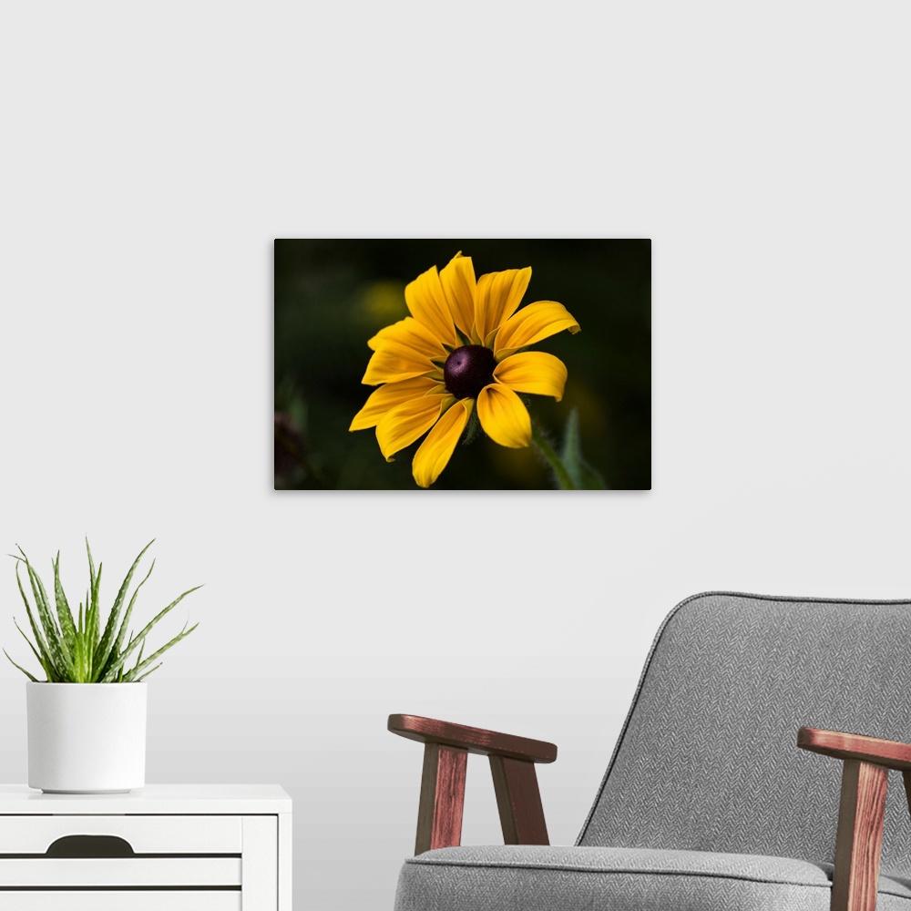 A modern room featuring A black-eyed Susan (rudbeckia hirta) blooms in a flower garden in summertime, Astoria, Oregon, un...