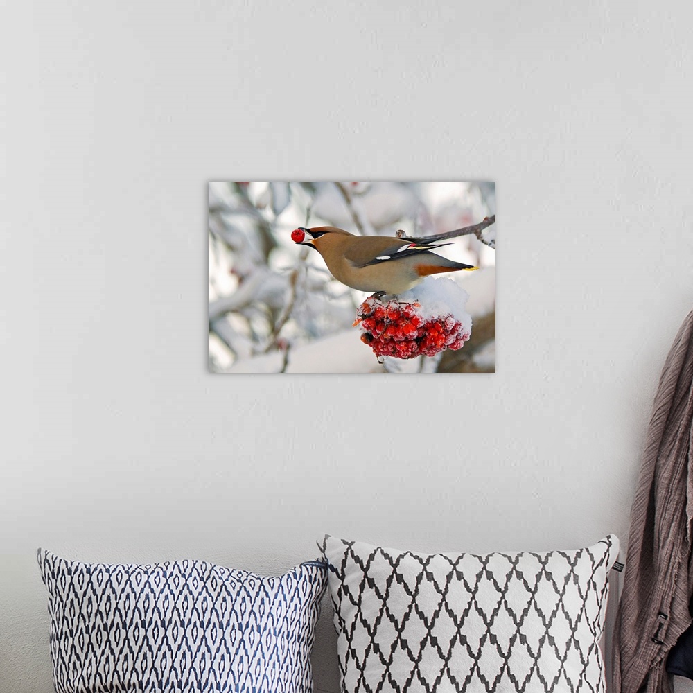 A bohemian room featuring Landscape photograph on a large canvas of a Bohemian waxwing bird feeding on mountain ash berries...