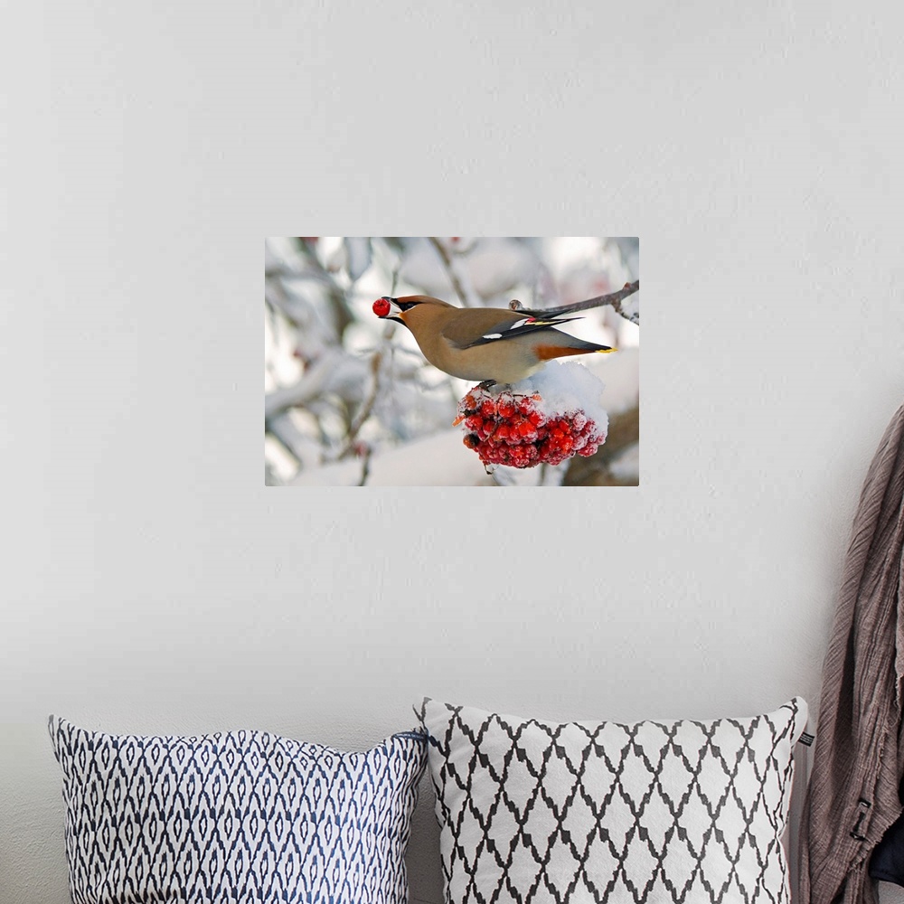 A bohemian room featuring Landscape photograph on a large canvas of a Bohemian waxwing bird feeding on mountain ash berries...