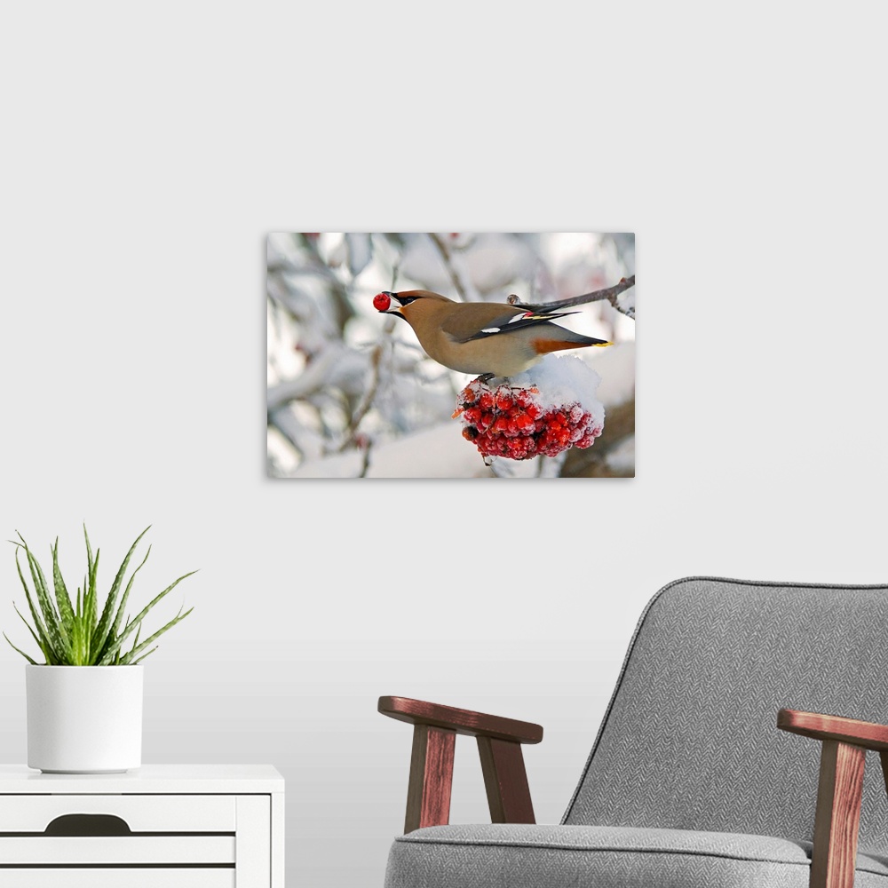 A modern room featuring Landscape photograph on a large canvas of a Bohemian waxwing bird feeding on mountain ash berries...