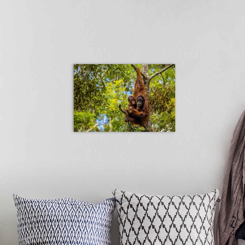 A bohemian room featuring A Bornean orangutan family, Pongo pygmaeus, in a tree.