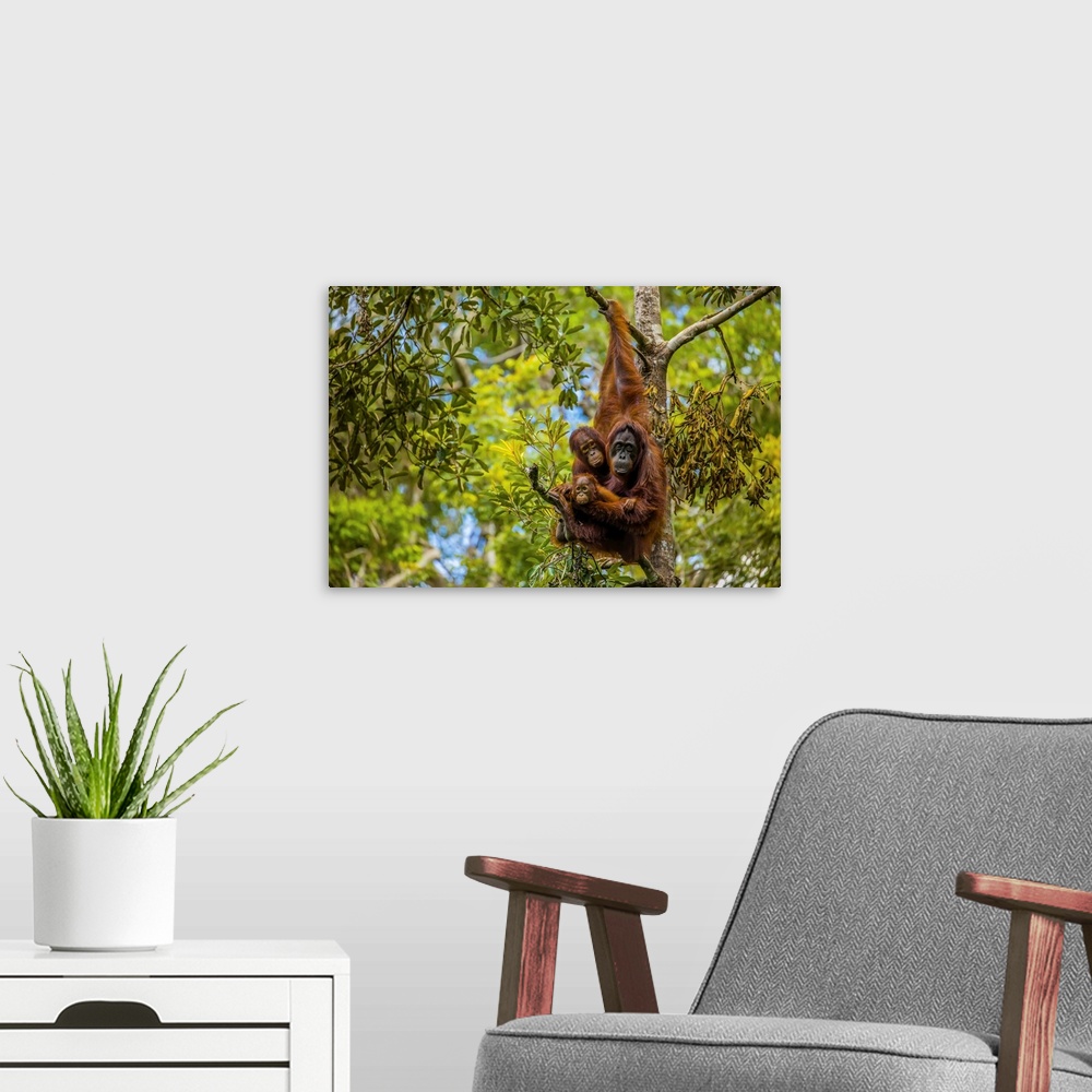 A modern room featuring A Bornean orangutan family, Pongo pygmaeus, in a tree.