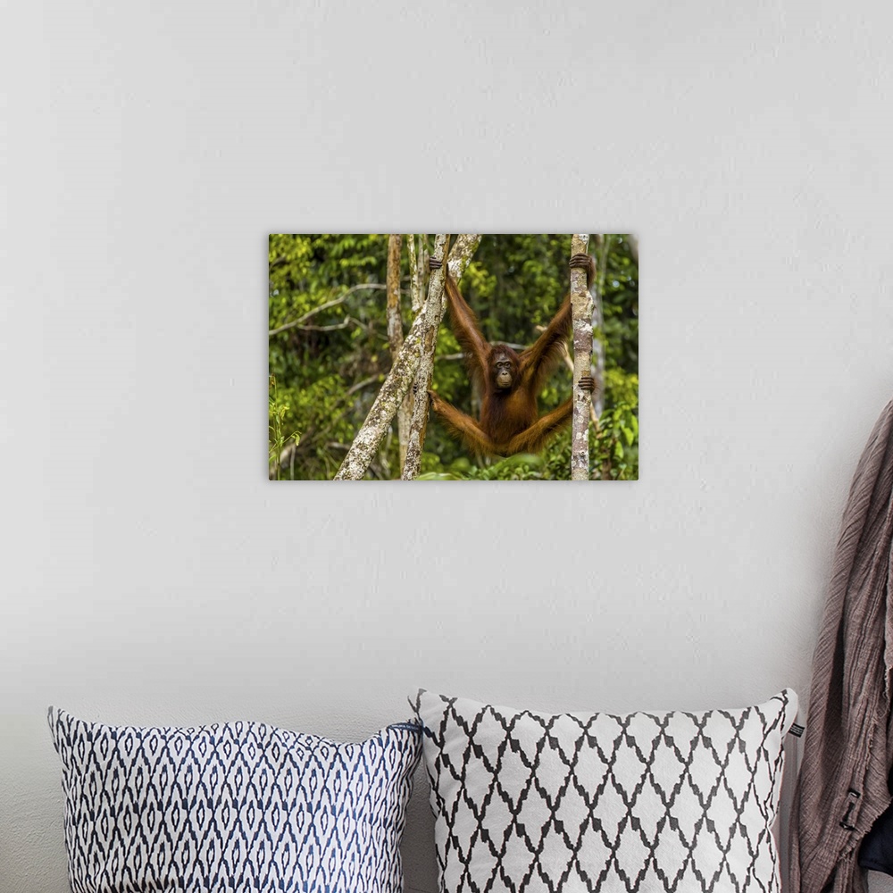 A bohemian room featuring A Bornean orangutan, Pongo pygmaeus, swinging from adjacent tree trunks.