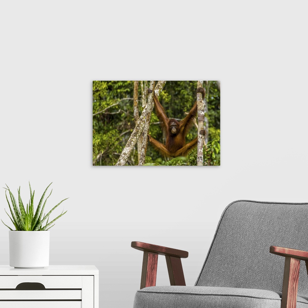 A modern room featuring A Bornean orangutan, Pongo pygmaeus, swinging from adjacent tree trunks.