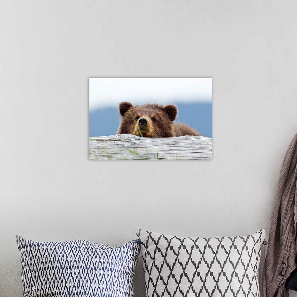 A bohemian room featuring Horizontal, giant photograph of a brown bear looking forward while resting its chin on a log, a b...